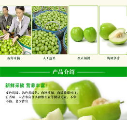 元谋鲜果香 蜜枣与大青枣，品味云南的阳光味道