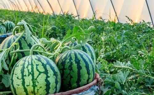 西瓜产销失衡背后 从田间“烂市”到零售“涨价”的反思与破局